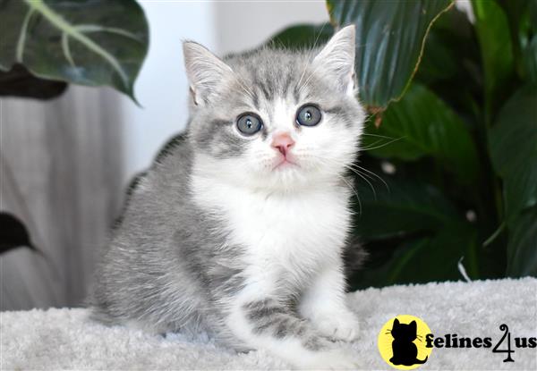 thechubbyfacedcat Picture 1